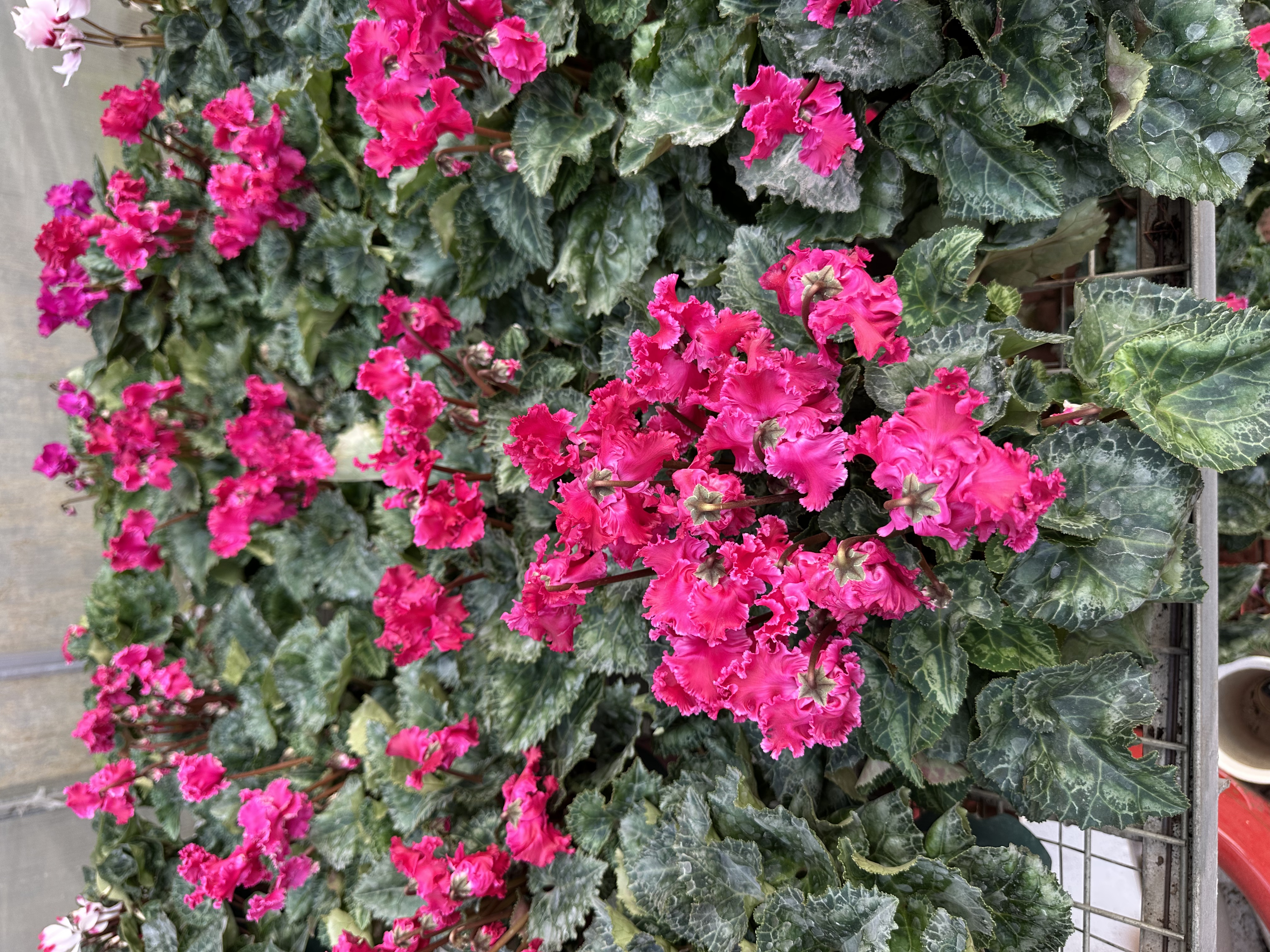 孙先生一代加仑盆（皱边妖精）