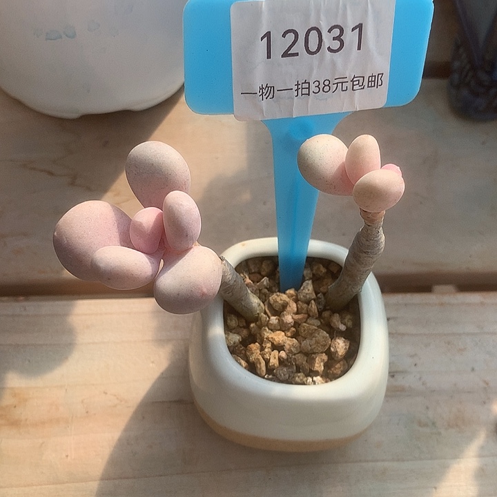 12031安罪论兔兔啦啊