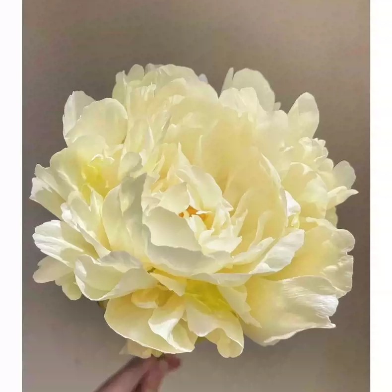 稀有黄色芍药(黄金轮)庭院地栽盆栽耐低温