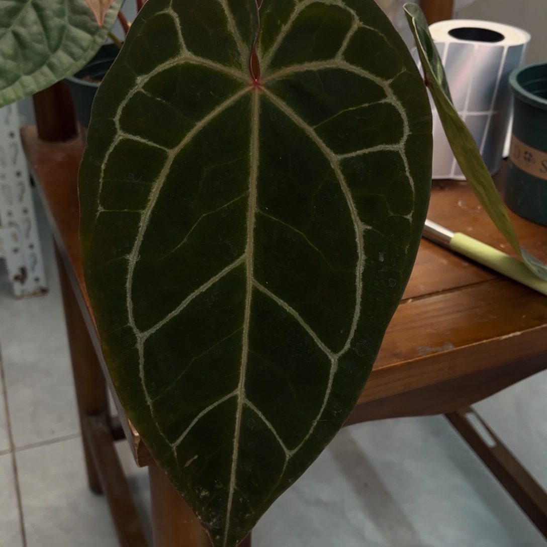 无花朵黑水晶杂红水晶877