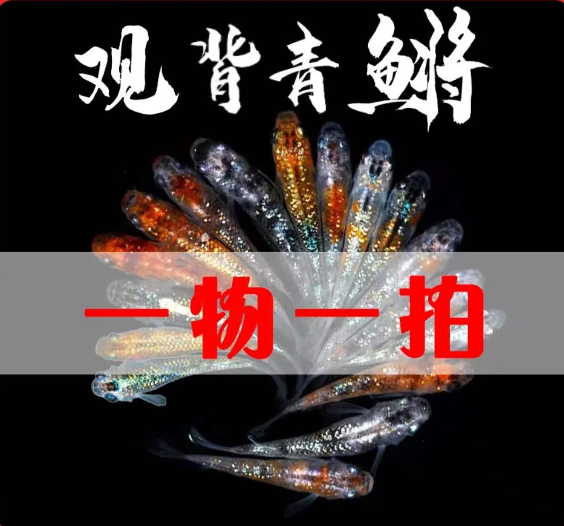 观背青鳉一物一拍，1.售后请提供完整开箱视频，否则概不受理。