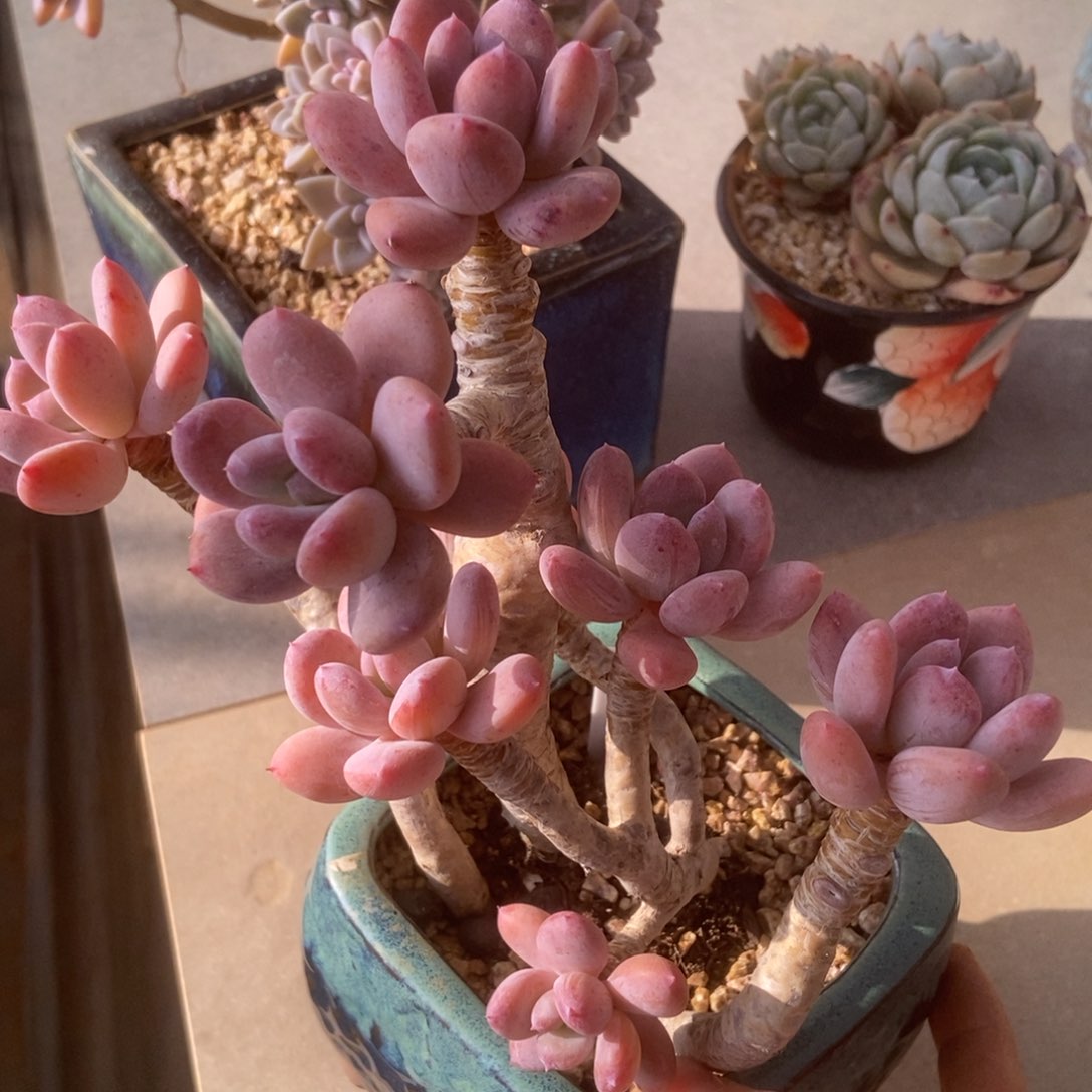 墨西哥美人的人多肉多肉