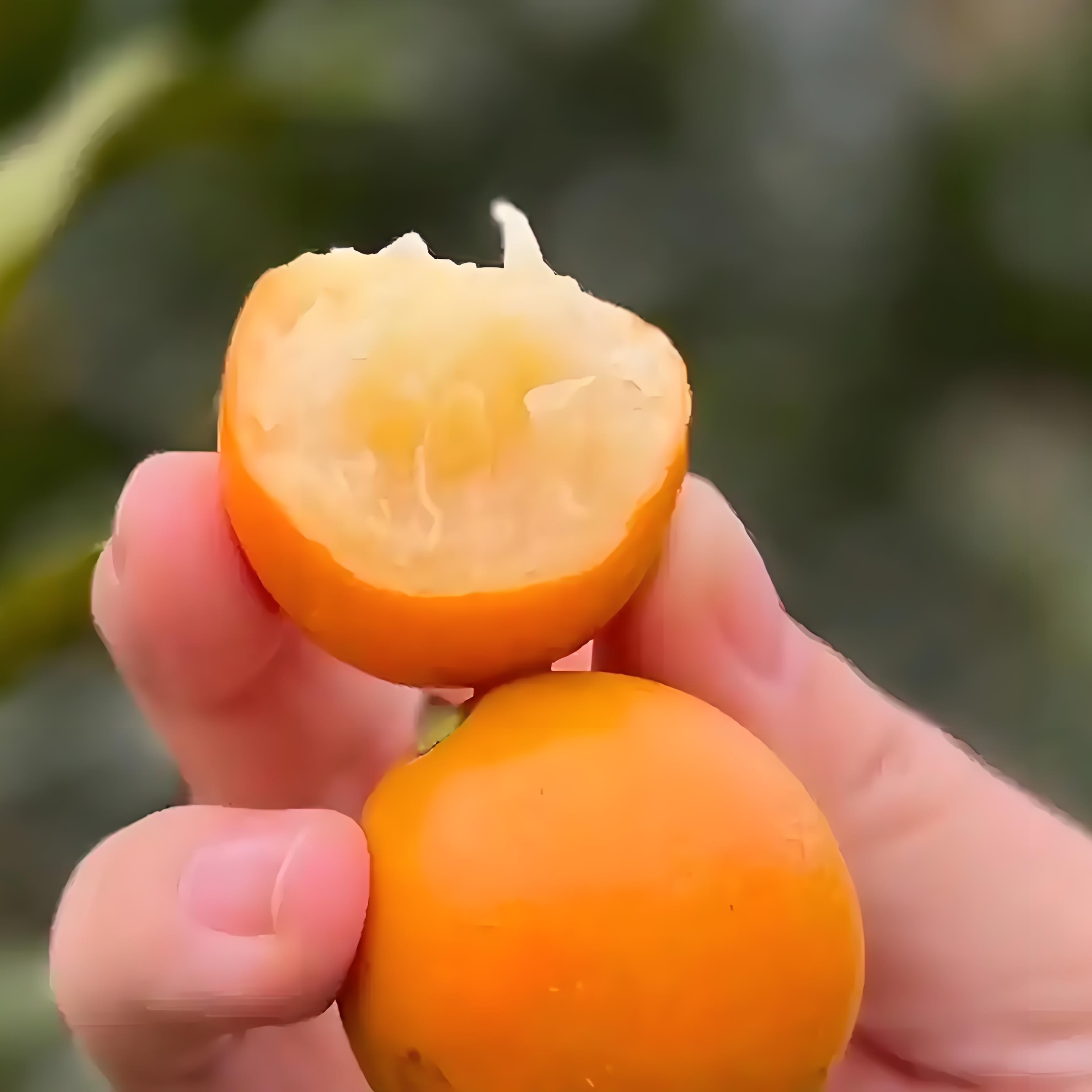 糖圆圆  独立包装广西脆蜜金柑多汁纯甜600克一盒广西壮族自治区