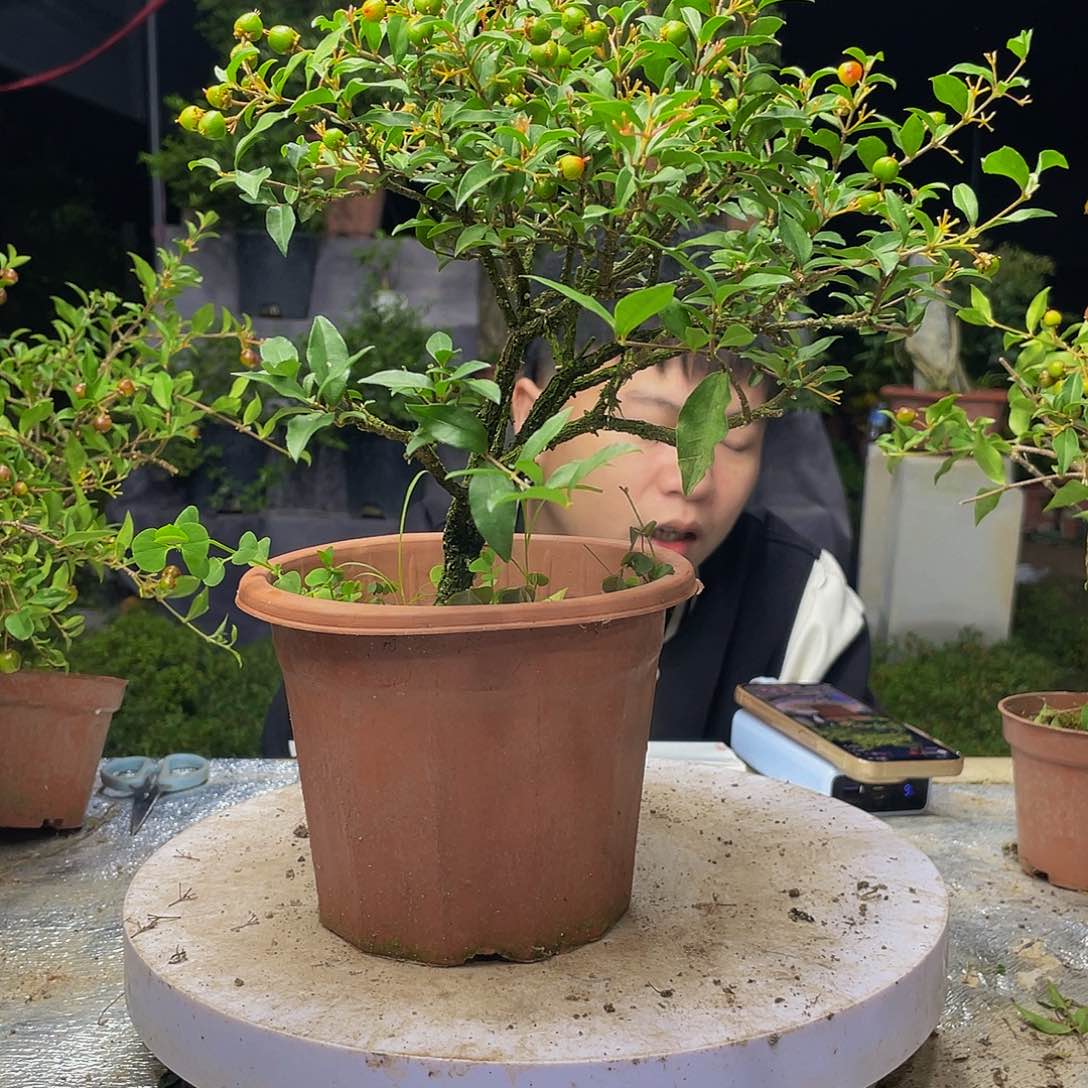 李氏樱花对版发货