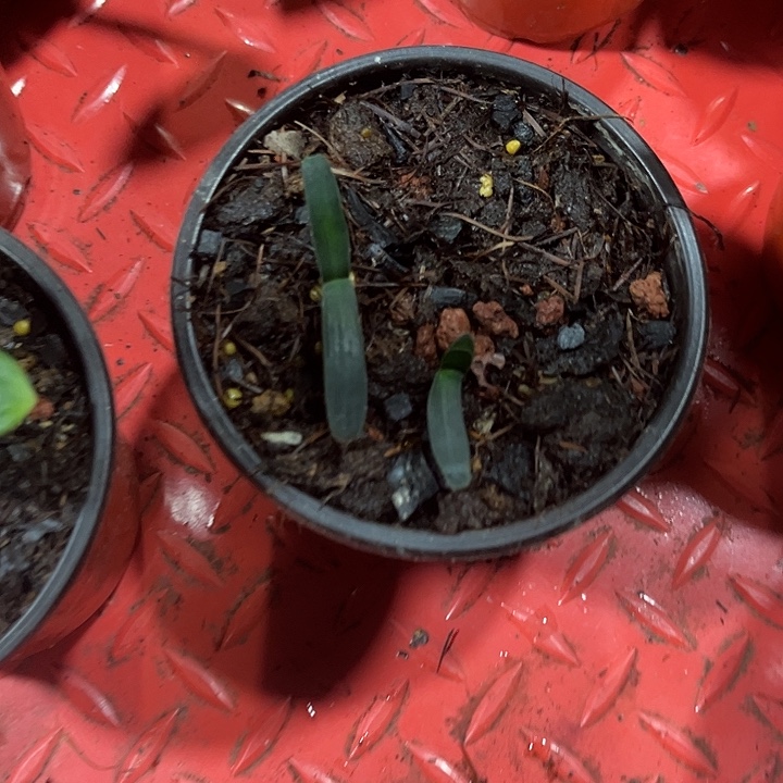 完全开放黄毛一年生苗子！