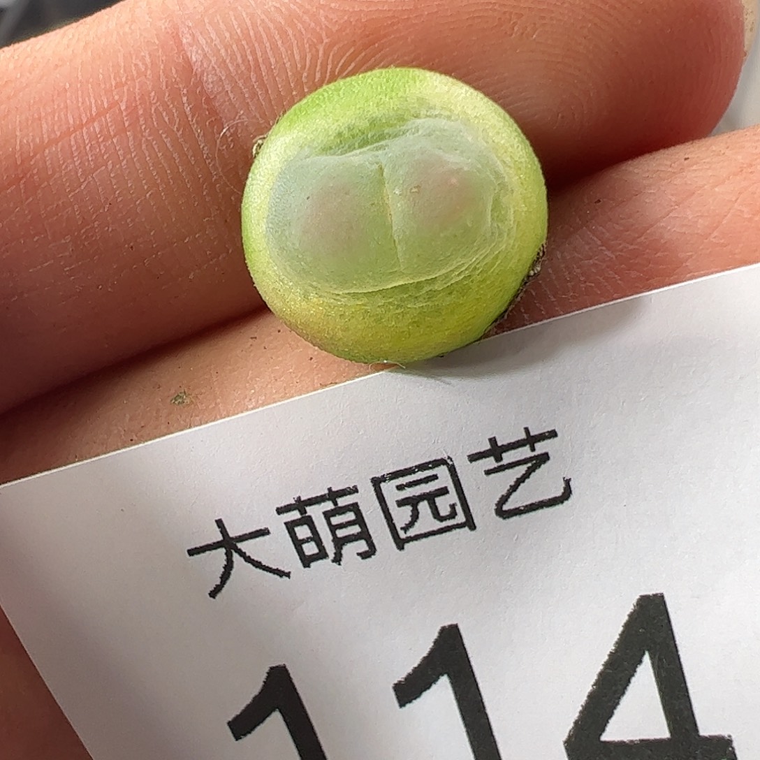 一物一拍。          114
