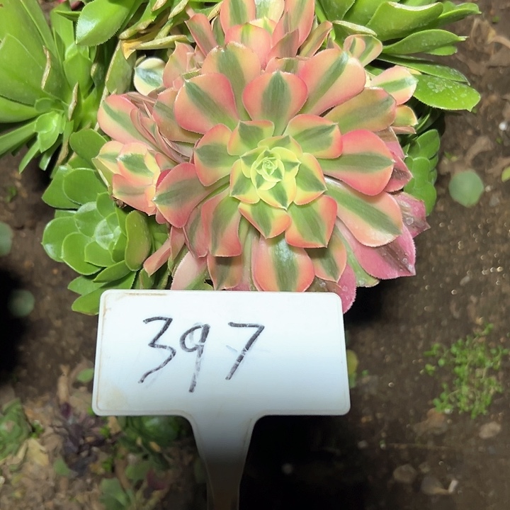 多肉植物绿羊绒法师