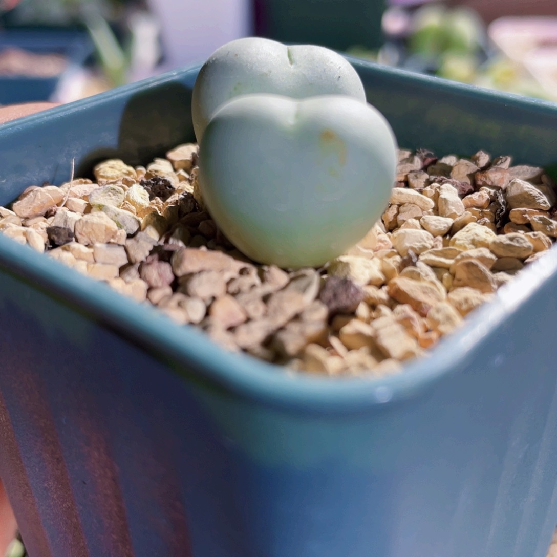 爱心小拳拳植物一物一拍