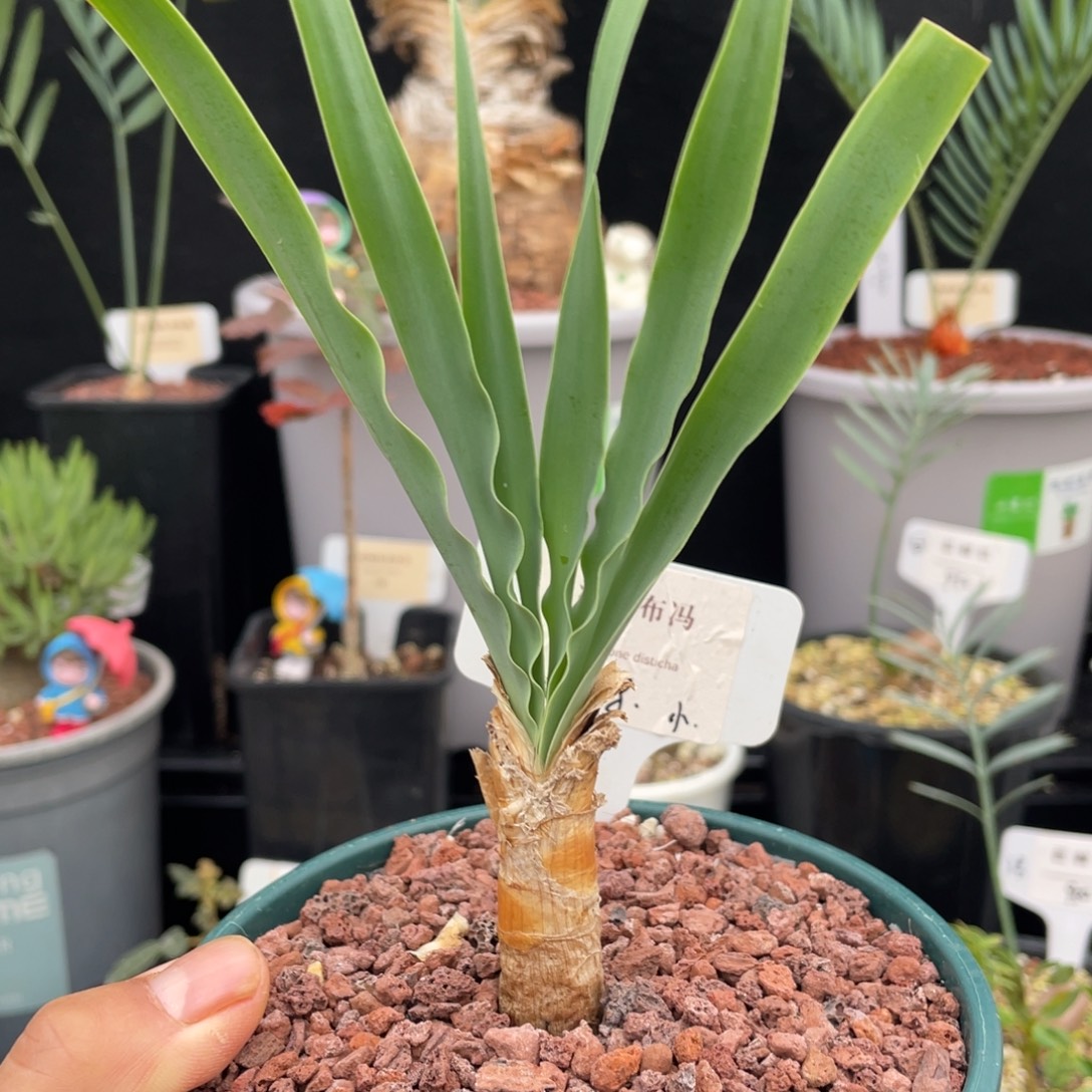 2 号波叶布冯一物一拍