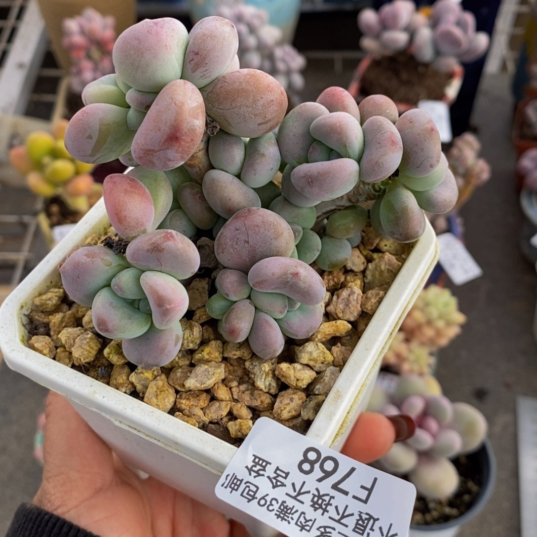 红洛神768/9cm多肉