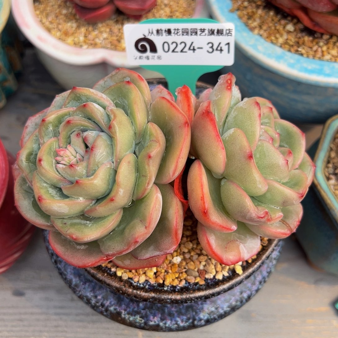 从前慢多肉精选编号0224.341