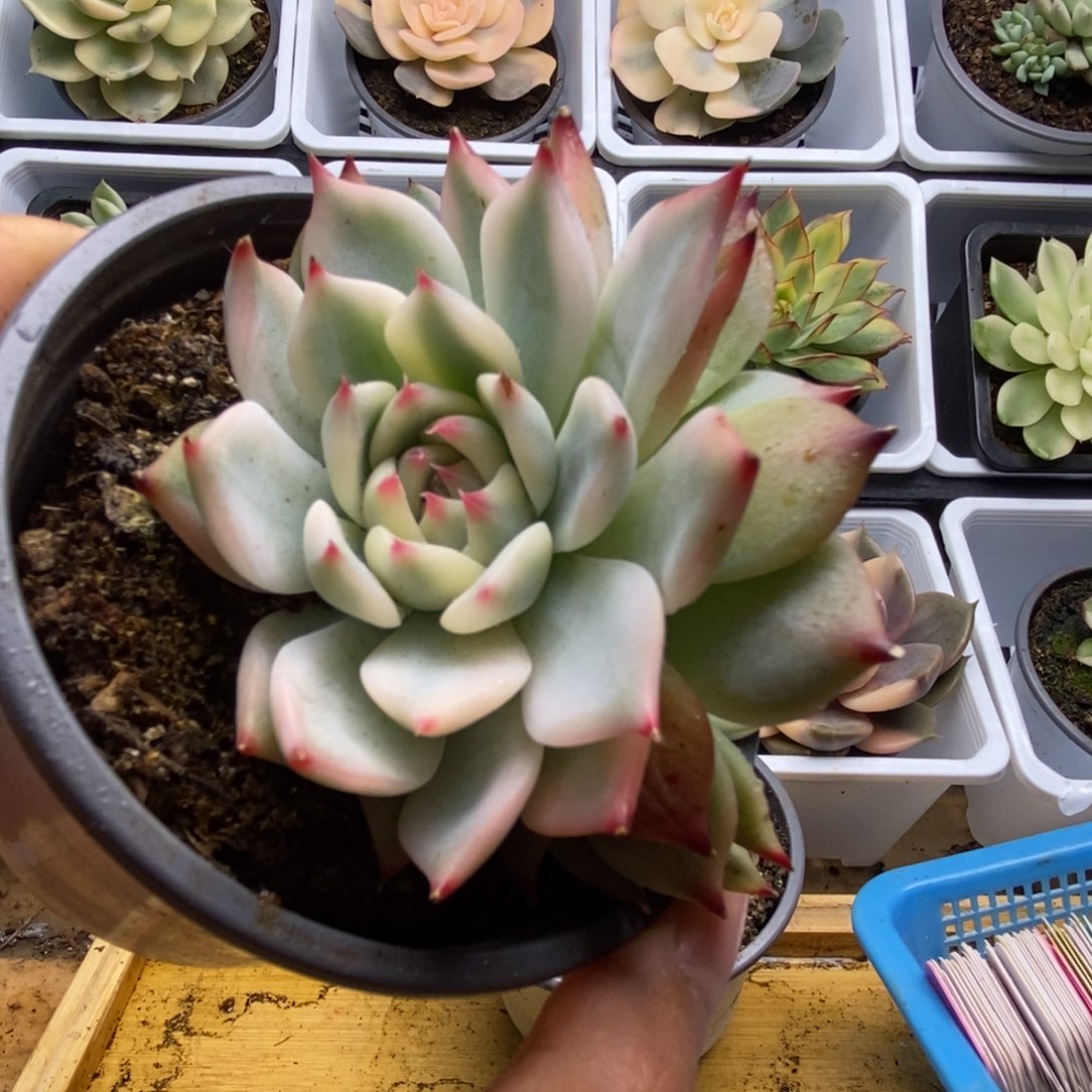 050锦锦锦锦锦锦锦锦锦