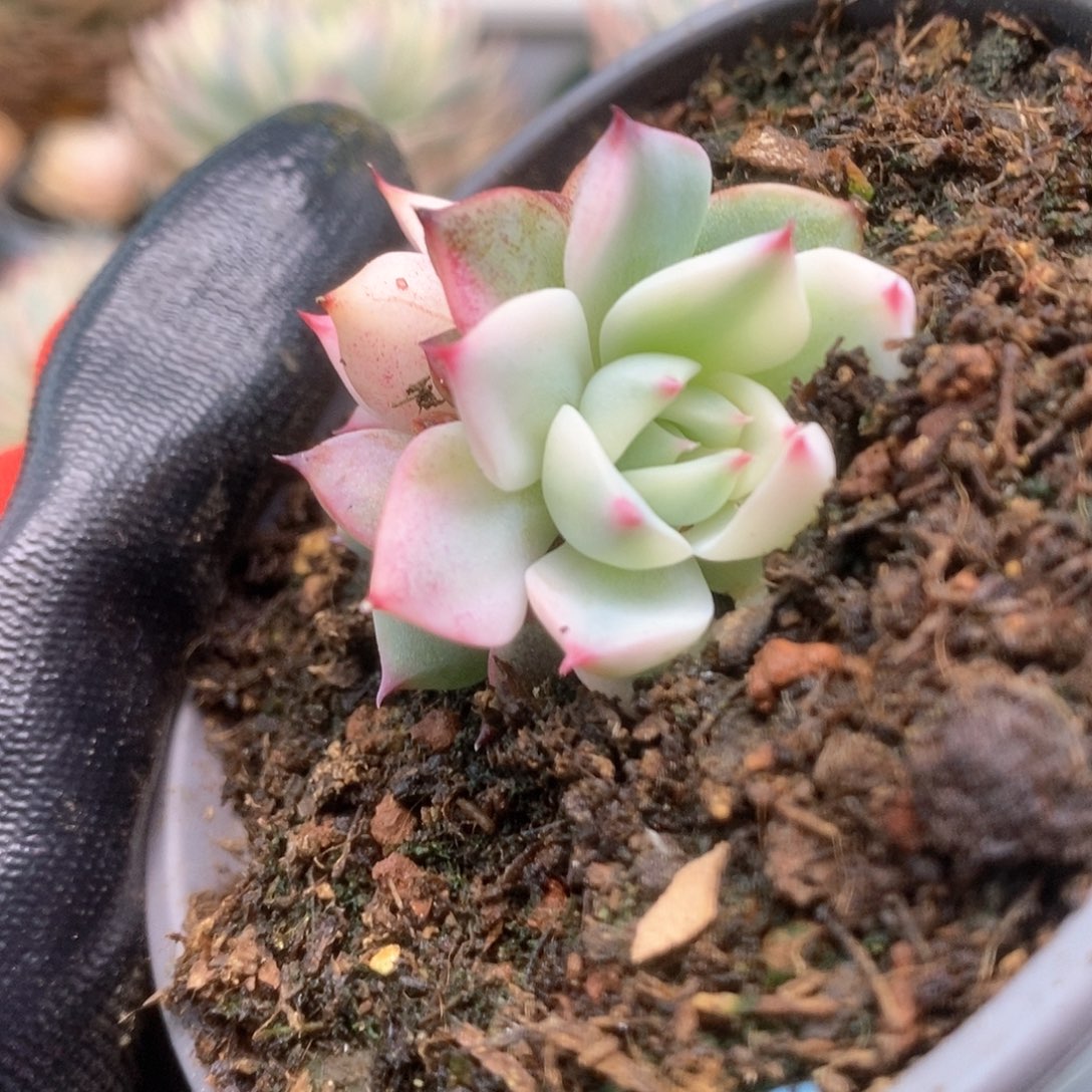 162锦锦锦锦锦锦锦锦锦