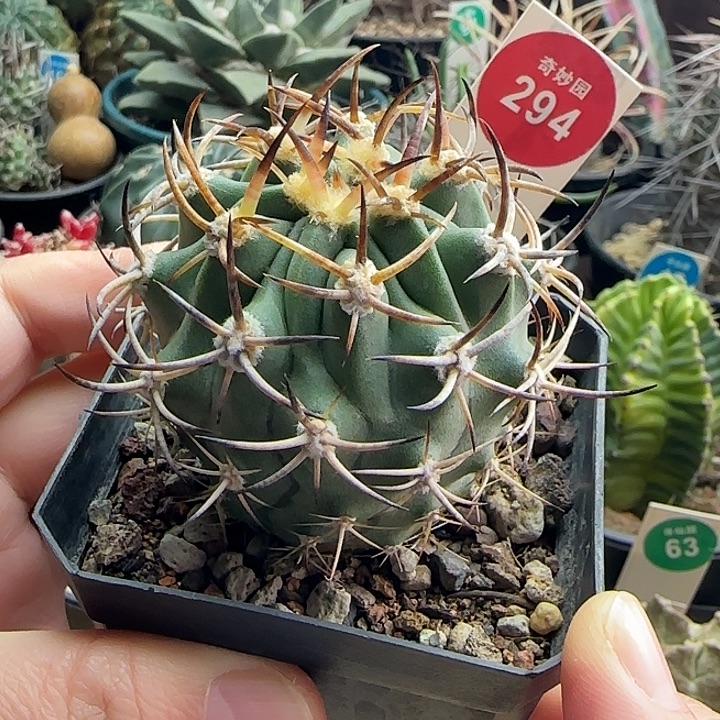 实生豪刺黑曜丸5.3cm一棵