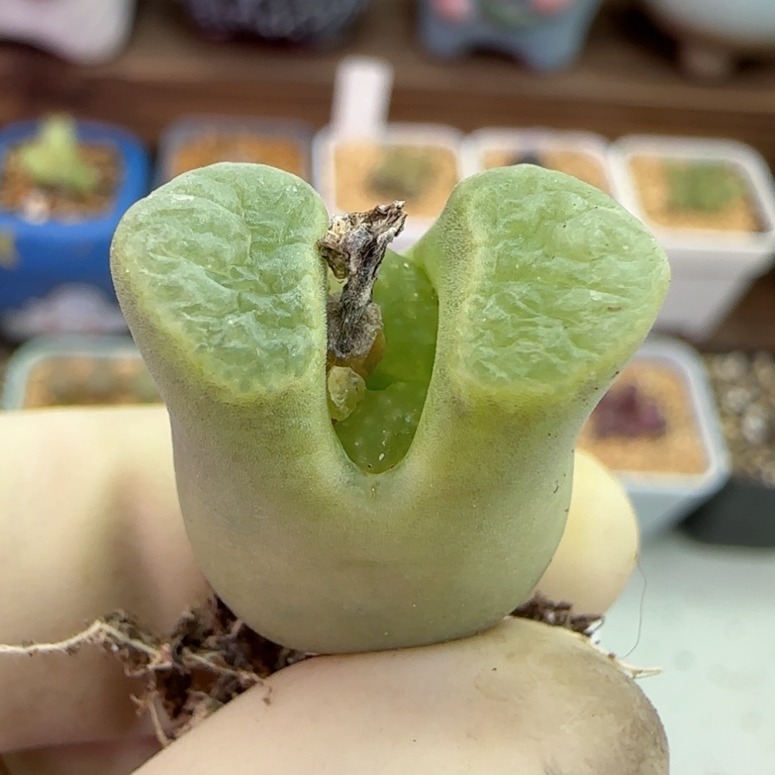 043磁铁优选福利