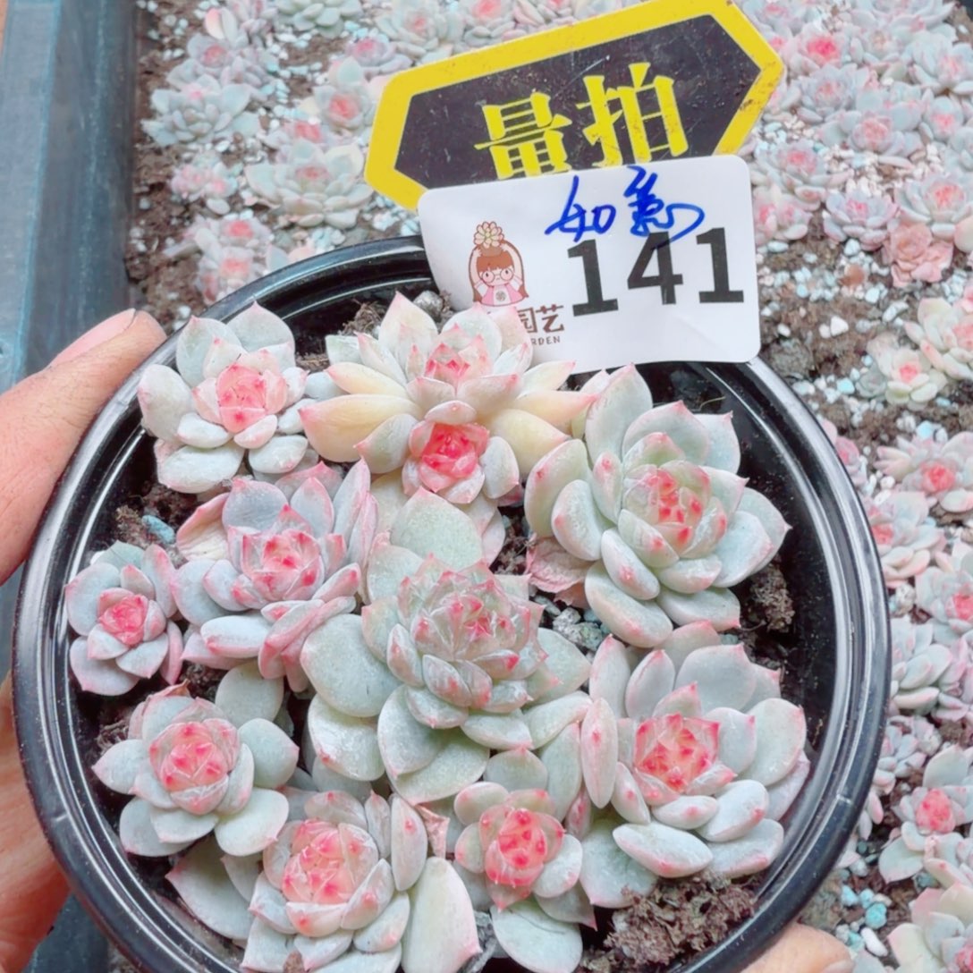 多肉植物多肉植物