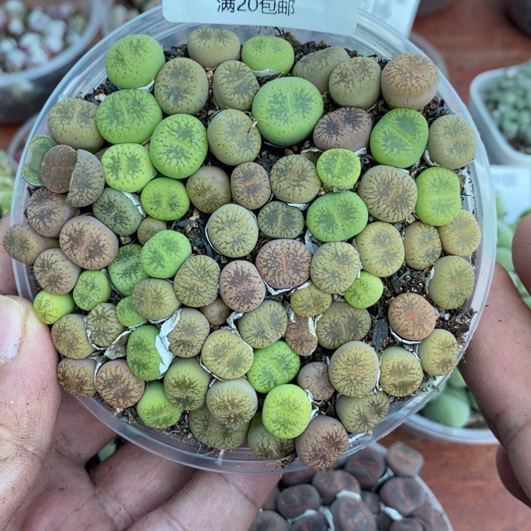 多肉蛋炒饭感谢您相伴060