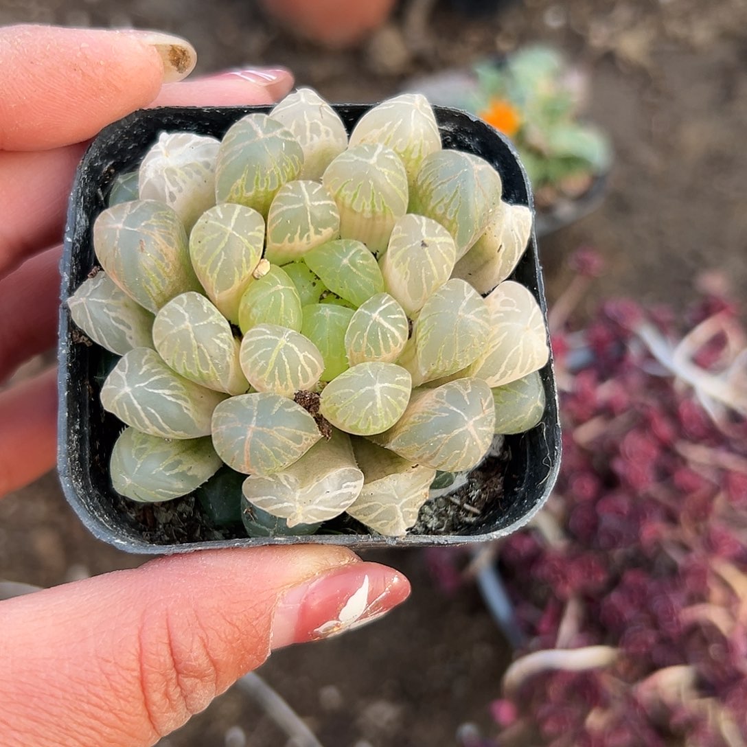 多肉植物琥珀玉露