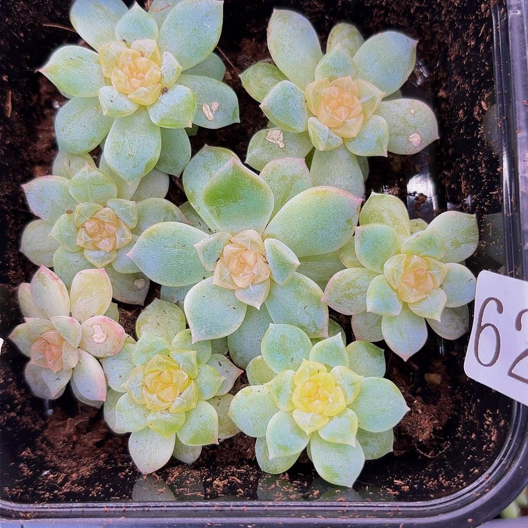 多肉植物多肉植物628