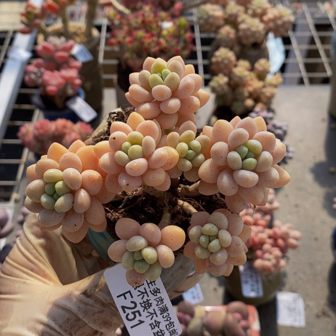 洛可可251/7cm运输掉叶
