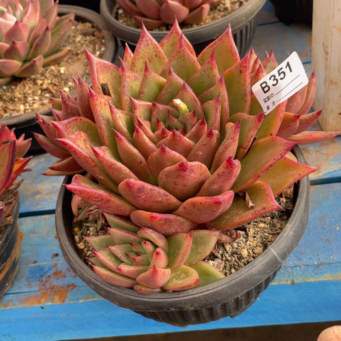 无花朵若茹东云单拍B351