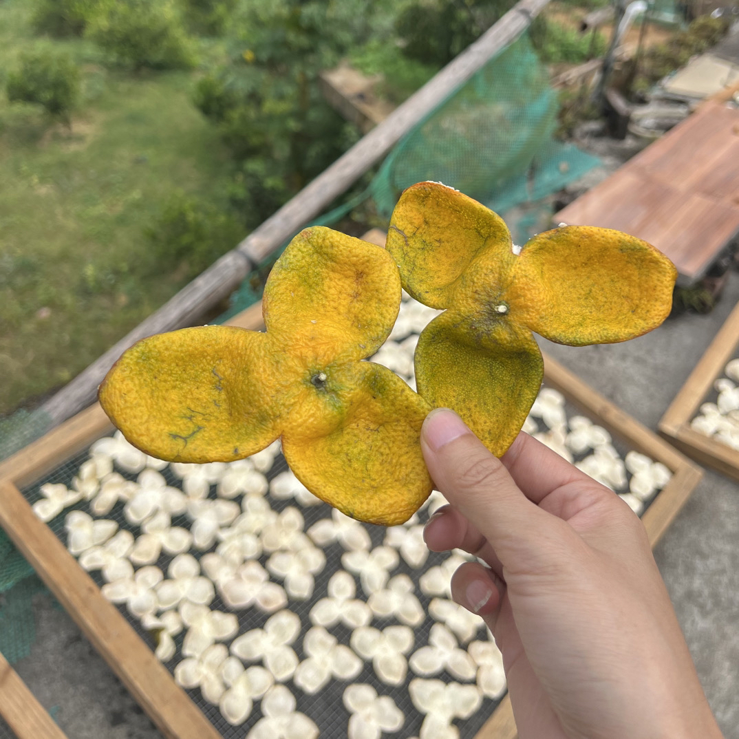 广西浦北正宗茶枝柑（纯天然生晒二红皮）