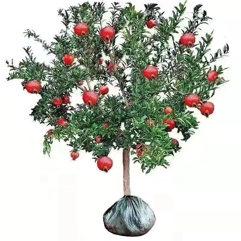 软籽大果甜石榴树苗盆栽地栽带