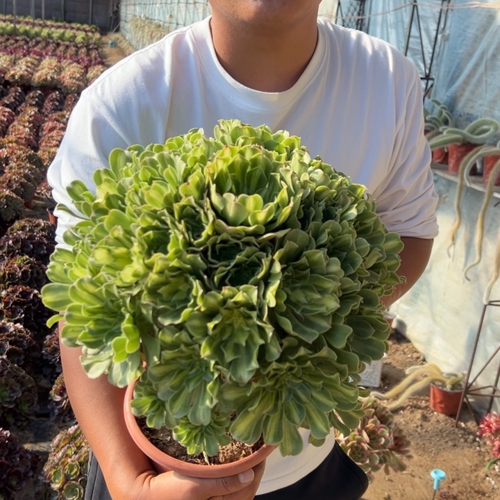 28.8翡翠琉璃一颗