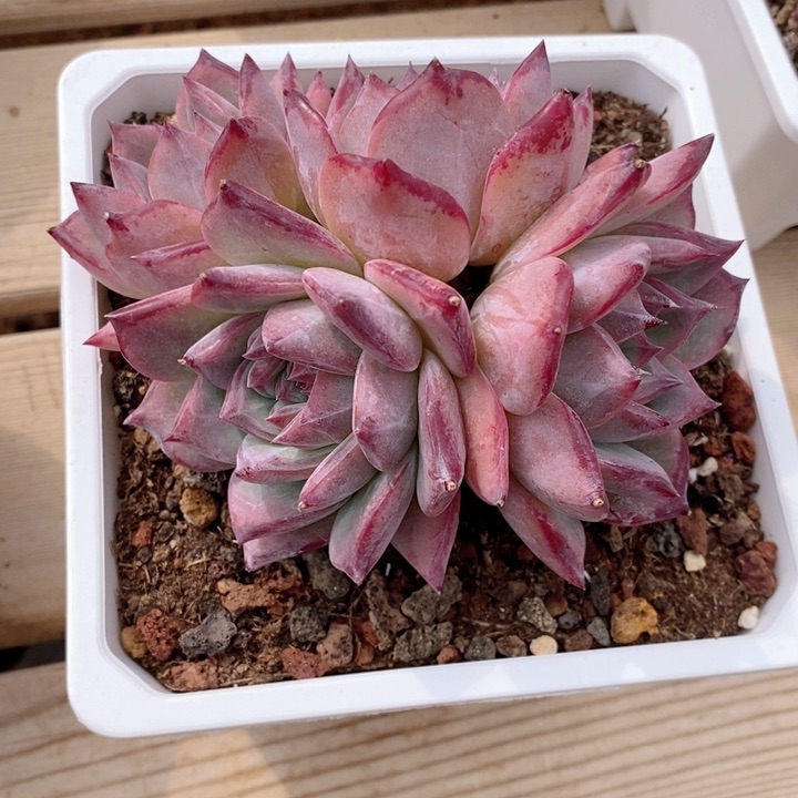 拉糖 韩货精品666