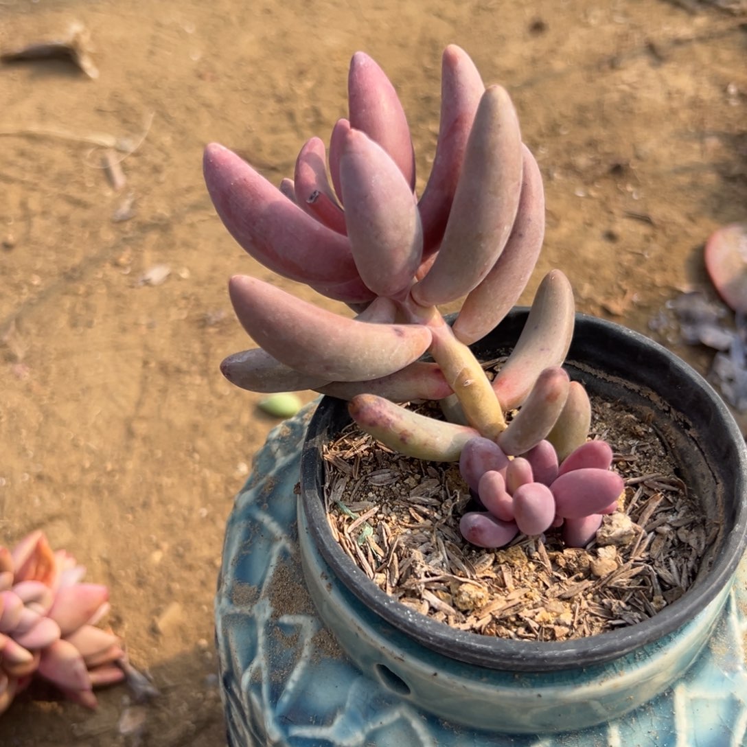 多肉植物红手指老庄