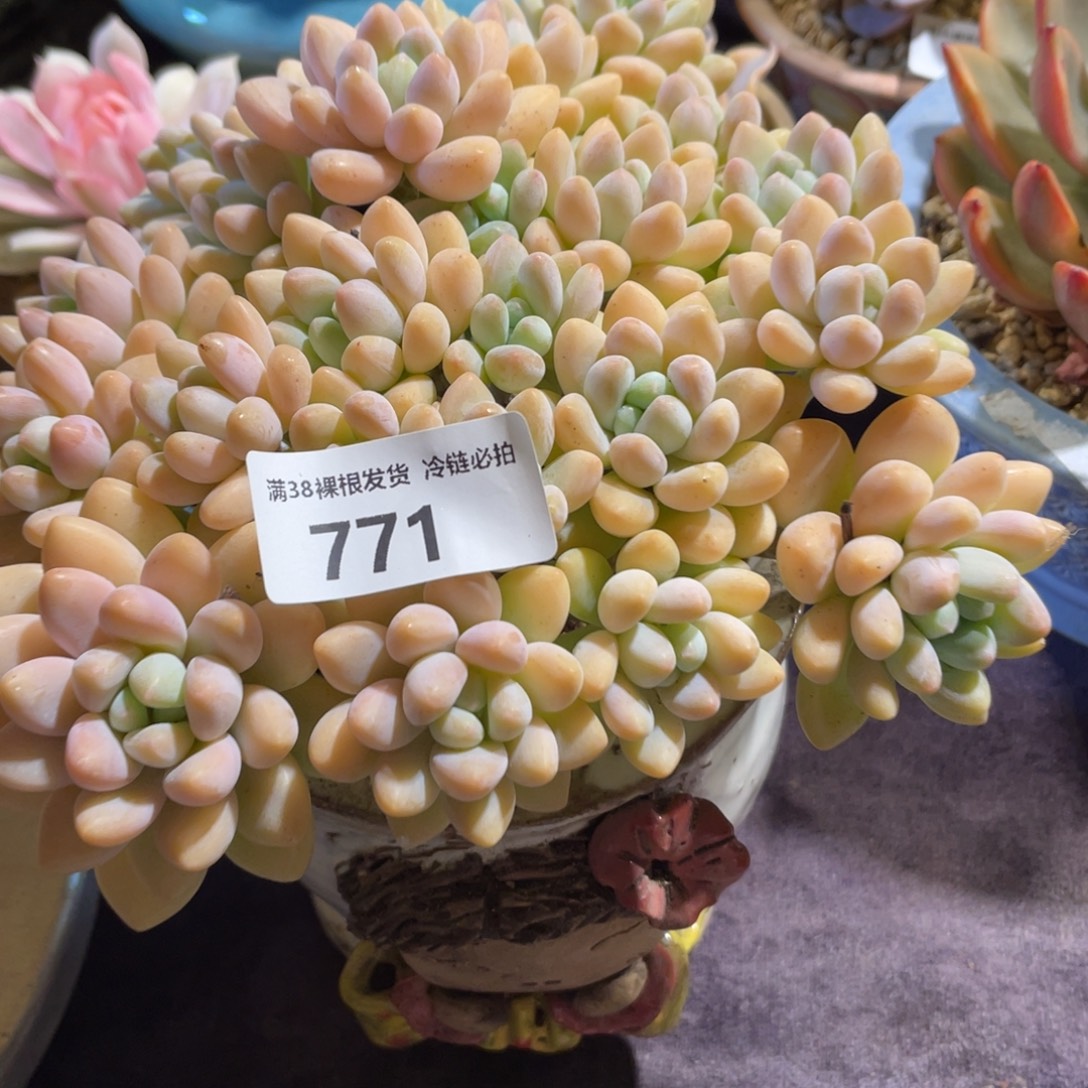 日***色771蛋糕小群生多肉植物一物一拍