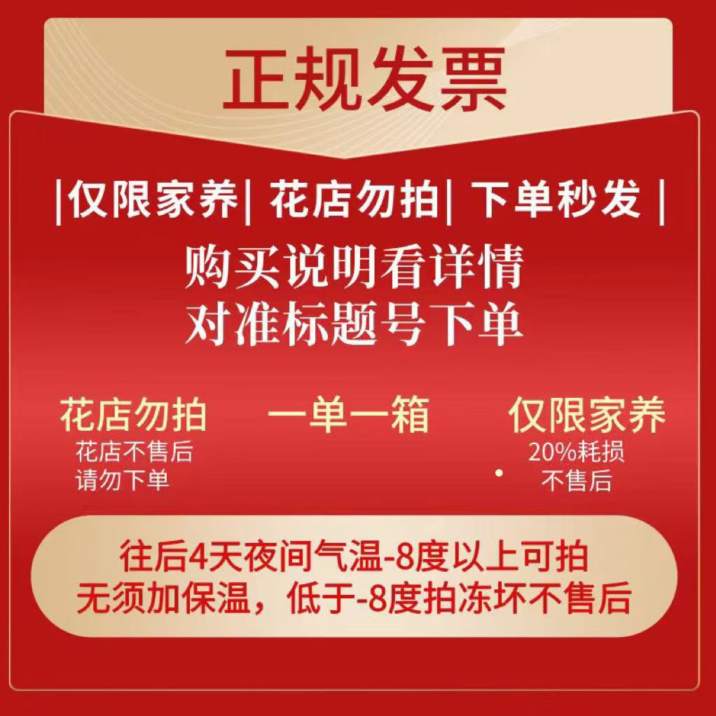 131号发一箱❤←对准号下单鲜花❤快递揽收后不支持退款