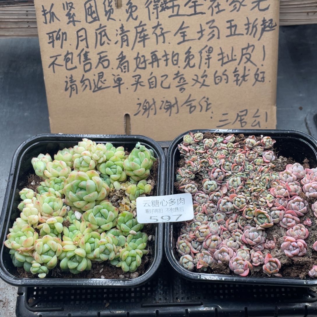 云糖心多肉植物597