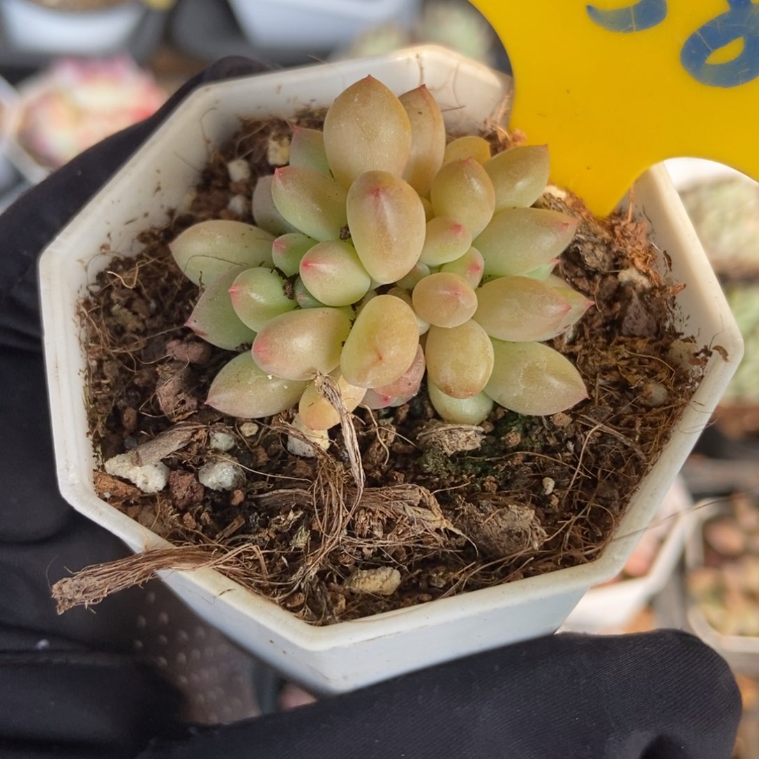 858萤火虫多肉植物保护