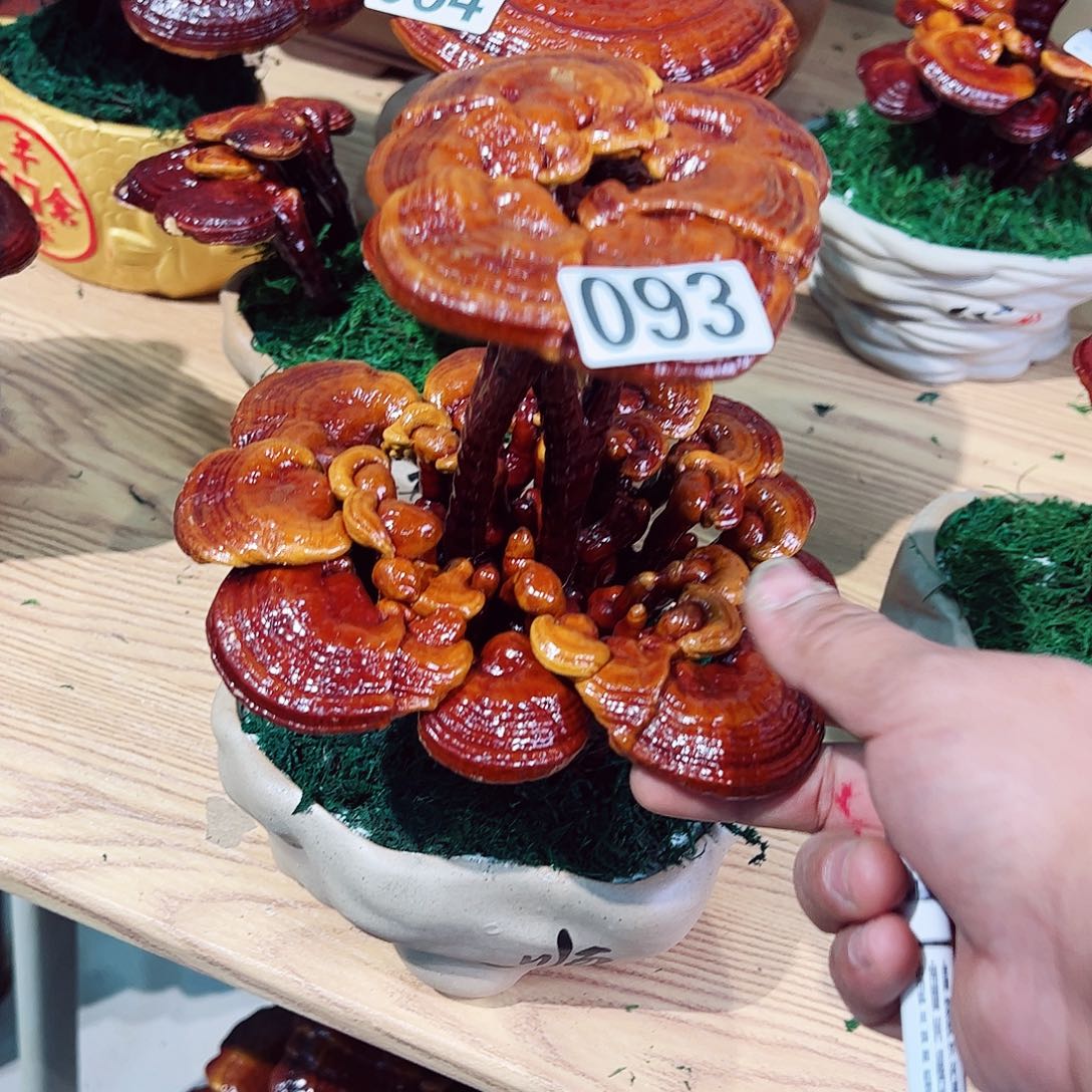 无花朵灵芝盆景093