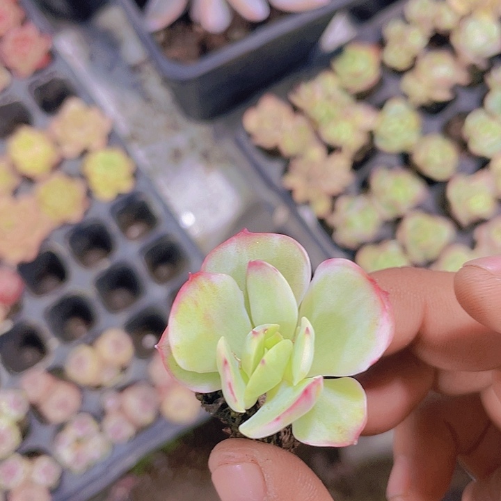 碧桃拉丝锦【满10颗包邮】