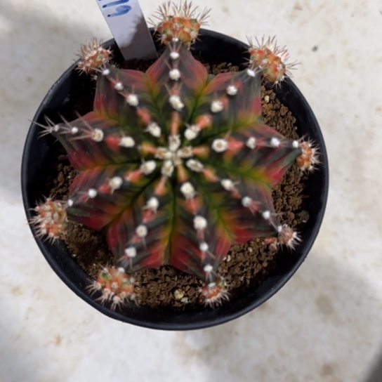 19-0123泰国发货探索者多肉