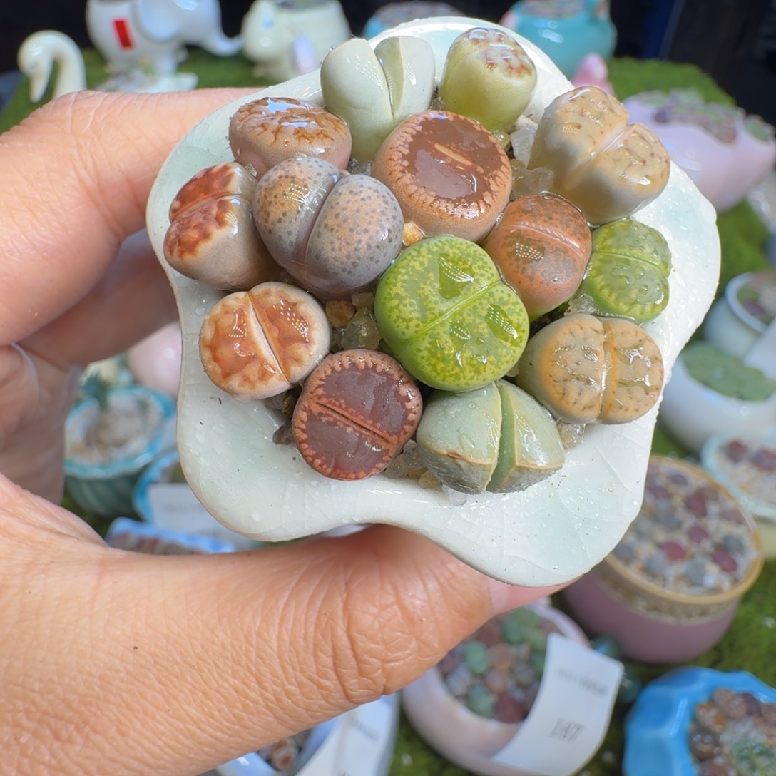 多肉植物福利冲188