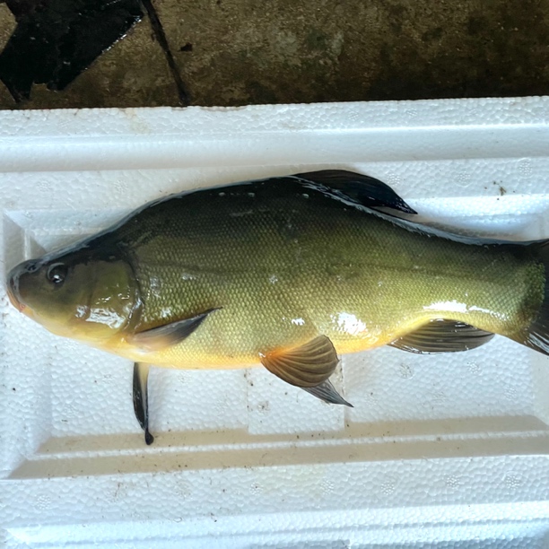 东北冷水鱼黄金桂鱼（丁桂）活鱼发货保鲜不保