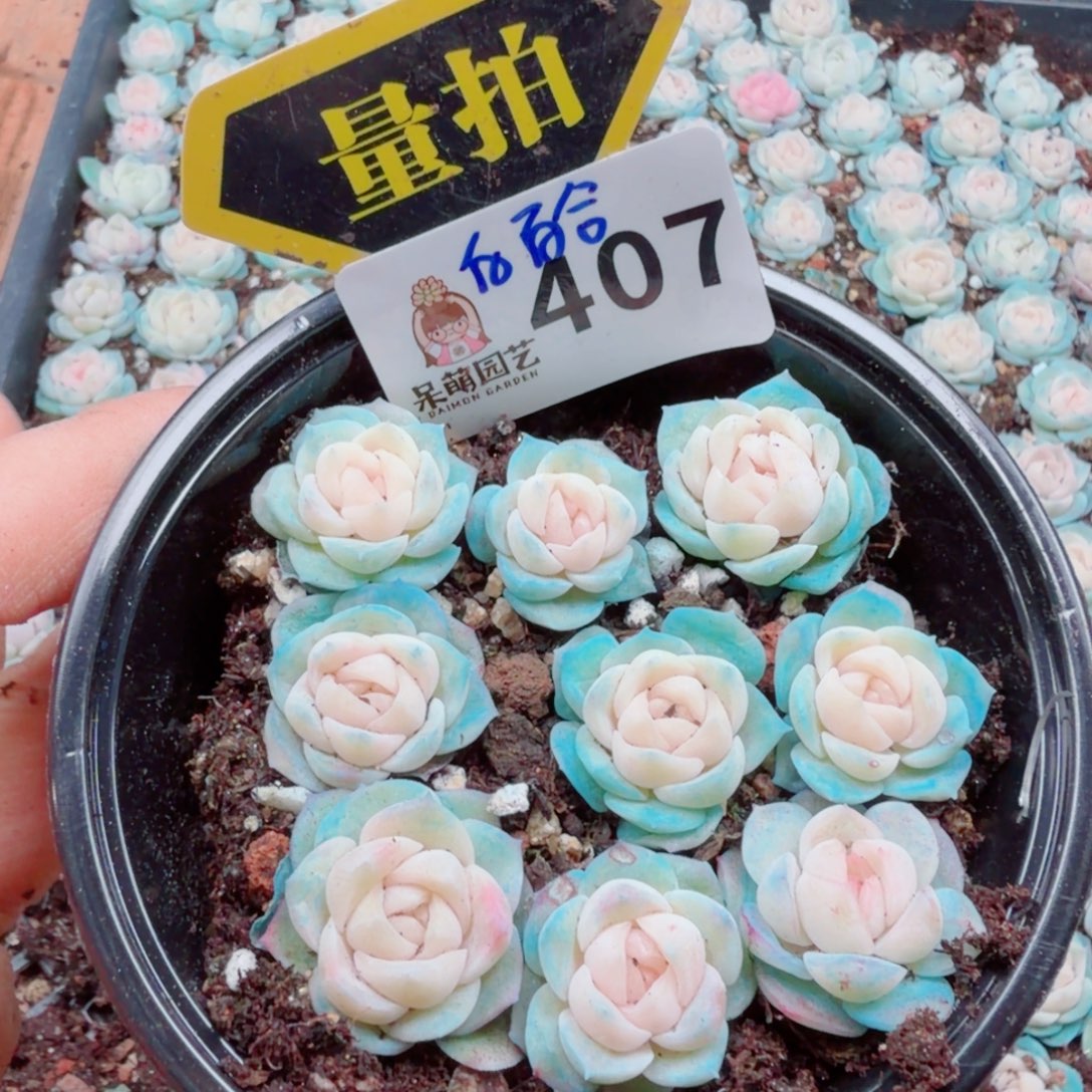 多肉植物多肉植物