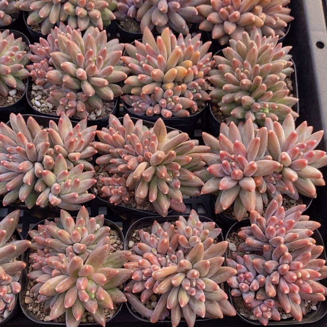 量拍42号 精品伊卡鲁斯多头群一个