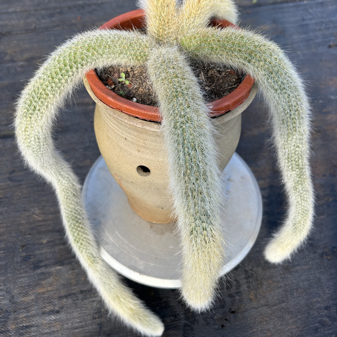 一物一拍精品白毛九尾狐多肉植物易活开花室内盆栽