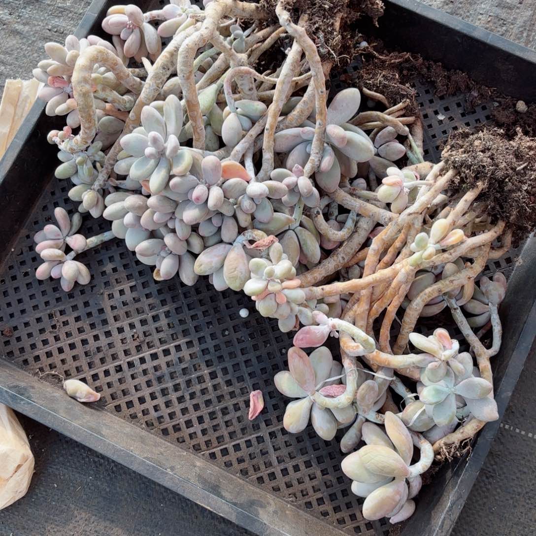 木*人桃蛋散装18-1。  