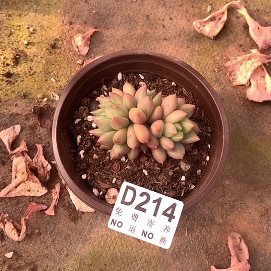 肥***吖米其林缀化214 亏本处理退款拉黑7-8天发货