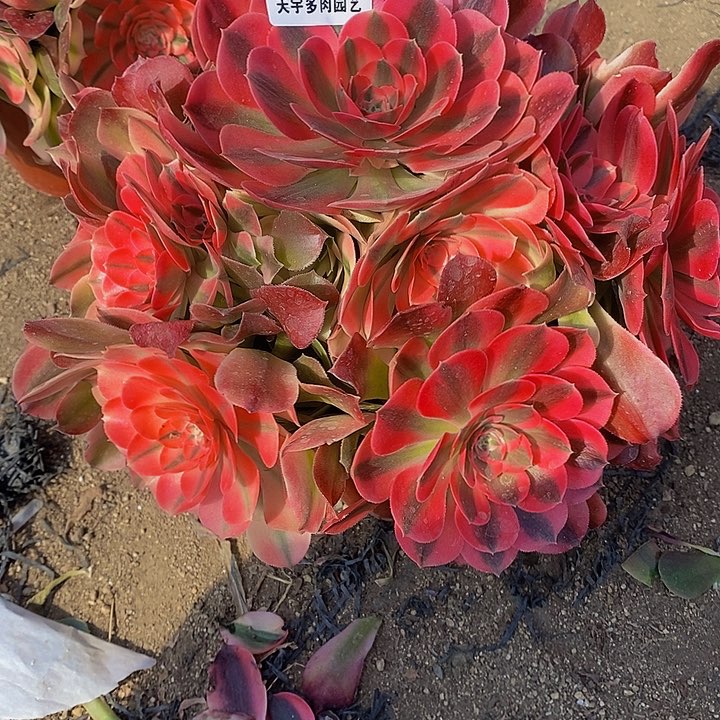 多肉香妃008多肉