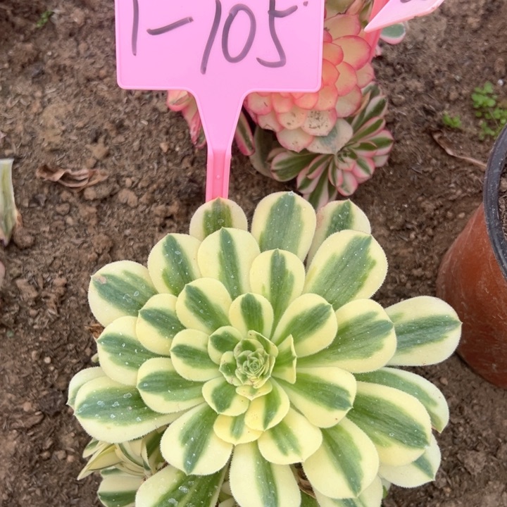 1-105新尼亚多肉植物