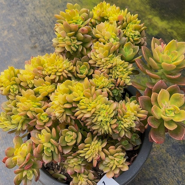 用****3琥珀缀化2237