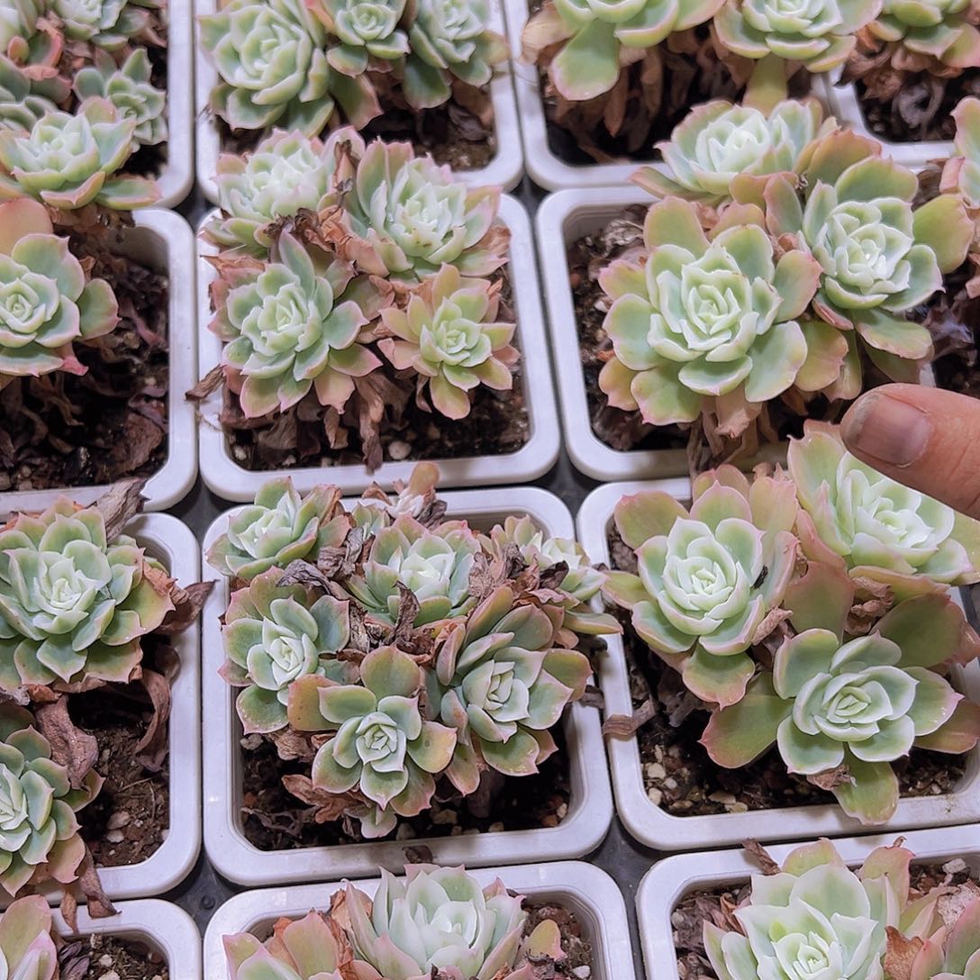 柠檬玫瑰锦大群19包邮