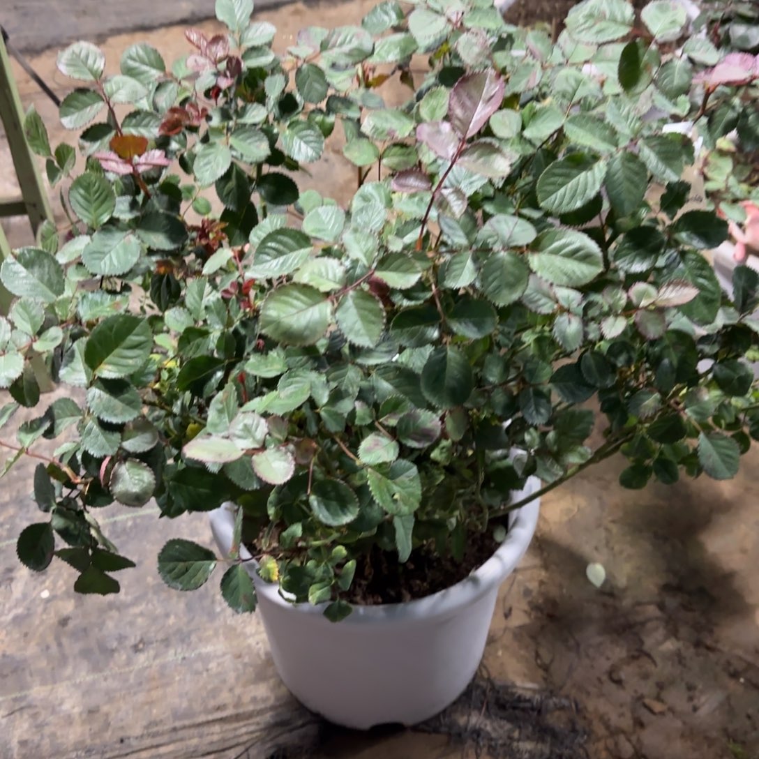 完全开放精品月季花贵夫人