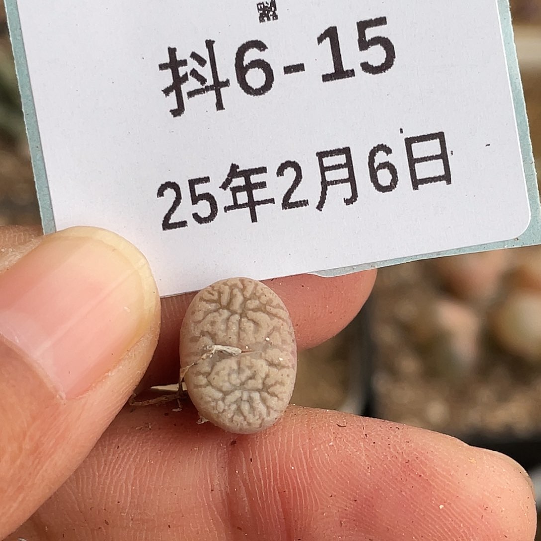 6-15鸟哈尼多肉植物